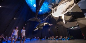Beitragsbild des Blogbeitrags Stralsund: Entdecke die Ostsee im Museum