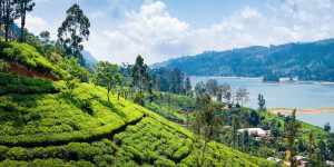 Beitragsbild des Blogbeitrags Rundreise durch Sri Lanka – Willkommen im Land der tausend Teesorten