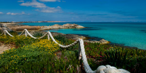 Beitragsbild des Blogbeitrags Grünes Formentera: 7 Tipps für Naturfreaks