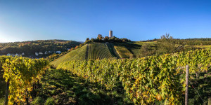 Beitragsbild des Blogbeitrags Best of Jungwinzer in Hessen