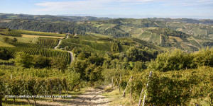 Beitragsbild des Blogbeitrags Top 10 Wein und Trüffel im Piemont