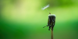 Beitragsbild des Blogbeitrags Ein nachhaltiges Mindset – was man gewinnt und was man verliert