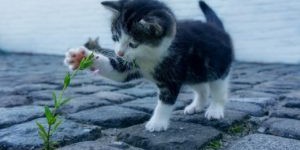 Beitragsbild des Blogbeitrags Baldrian wirkt berauschend auf Katzen