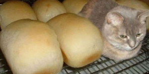 Beitragsbild des Blogbeitrags Morgenseiten #4. Besondere Vögel