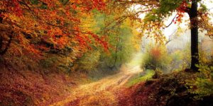 Beitragsbild des Blogbeitrags Gedicht | Keller: Sommernacht