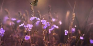 Beitragsbild des Blogbeitrags Gedicht | Goethe: Das Veilchen