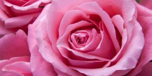 Beitragsbild des Blogbeitrags Das Rosa in deiner Aura 