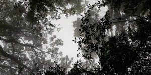 Beitragsbild des Blogbeitrags 10+ Photos which will make you fall in Love with Yakushima (just like I did!)