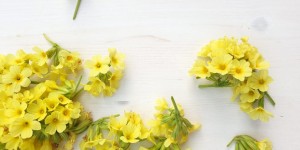 Beitragsbild des Blogbeitrags Schlüsselblume – Primula officinalis 