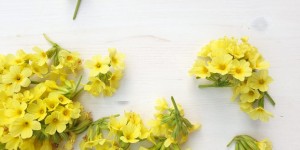 Beitragsbild des Blogbeitrags Schlüsselblume – Primula officinalis