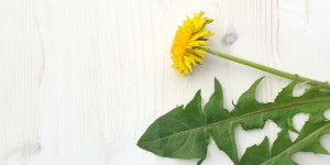 Beitragsbild des Blogbeitrags Löwenzahn – Taraxacum officinale