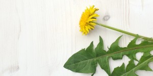 Beitragsbild des Blogbeitrags Löwenzahn – Taraxacum officinale 