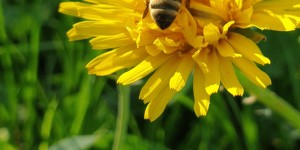 Beitragsbild des Blogbeitrags Bienenstich – erste Hilfe 