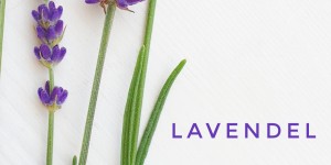 Beitragsbild des Blogbeitrags Lavendel – Lavandula angustifolia