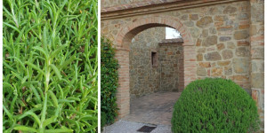 Beitragsbild des Blogbeitrags Rosmarin – Rosmarinus officinalis: Duftpflanze des Jahres 2020