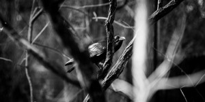 Beitragsbild des Blogbeitrags #fotomontag #226