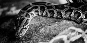 Beitragsbild des Blogbeitrags Hilfe! Mein Foto rauscht!