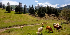 Beitragsbild des Blogbeitrags Wanderung Steiermark: Teichalmsee – Tyrnauer Alm