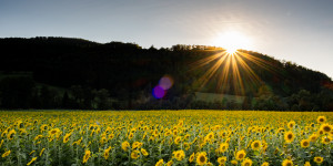 Beitragsbild des Blogbeitrags #fotomontag #353