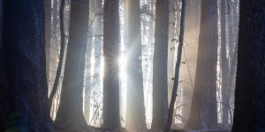 Beitragsbild des Blogbeitrags Video: Tipps zur Waldfotografie