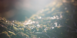 Beitragsbild des Blogbeitrags #fotomontag #369