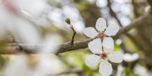 Beitragsbild des Blogbeitrags Frühlingserwachen – April 2022