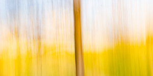 Beitragsbild des Blogbeitrags ICM – Intentional Camera Movement