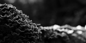 Beitragsbild des Blogbeitrags Spaziergang in der Natur – Juli 2023