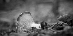 Beitragsbild des Blogbeitrags #fotomontag #461