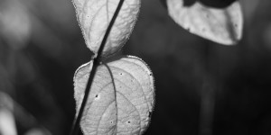 Beitragsbild des Blogbeitrags #fotomontag #471