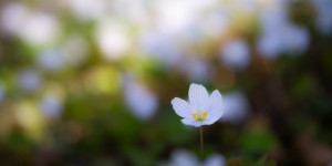 Beitragsbild des Blogbeitrags Frühlingsblumen fotografieren – einige Tipps 