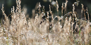 Beitragsbild des Blogbeitrags #fotomontag #494 