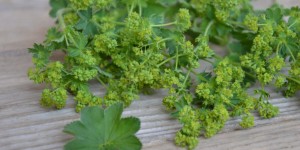 Beitragsbild des Blogbeitrags Frauenmantel – Alchemilla