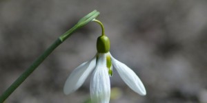 Beitragsbild des Blogbeitrags Frühling im Garten