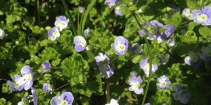Beitragsbild des Blogbeitrags Ein Perserteppich in unserem Garten