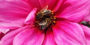 Beitragsbild des Blogbeitrags BEE careful