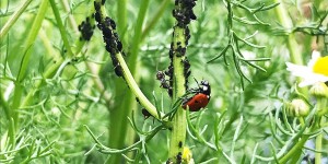 Beitragsbild des Blogbeitrags Bye Bye Blattlaus