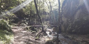 Beitragsbild des Blogbeitrags Johannesbachklamm: Dem Feuersalamander ganz nah