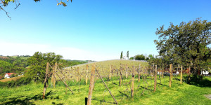 Beitragsbild des Blogbeitrags Weingarten-Resort Panorama-Rundweg: Wandern mit Genuss in Unterlamm und Bad Loipersdorf 