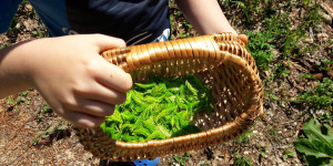 Beitragsbild des Blogbeitrags Maiwipferlsirup selbst gemacht! Ein Rezept (auch) für Kinder 