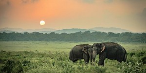 Beitragsbild des Blogbeitrags Top 7 Sehenswürdigkeiten in Sri Lanka