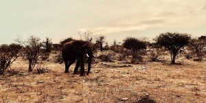 Beitragsbild des Blogbeitrags Reisebericht Südafrika: Kruger Nationalpark, Blyde River Canyon & mehr!