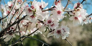 Beitragsbild des Blogbeitrags Zur Mandelblüte auf Mallorca wandern