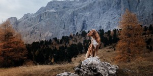 Beitragsbild des Blogbeitrags Alpenüberquerung mit Hund: 7 Infos & Tipps