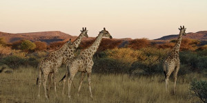Beitragsbild des Blogbeitrags Beste Reisezeit für Namibia: 5 Infos & Tipps