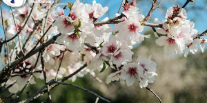 Beitragsbild des Blogbeitrags Zur Mandelblüte nach Mallorca reisen