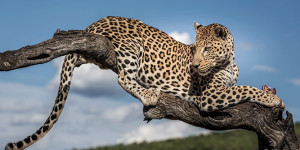 Beitragsbild des Blogbeitrags Top 5 Nationalparks in Namibia inkl. Tipps