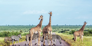 Beitragsbild des Blogbeitrags Safari in Südafrika: 7 Tipps für die Pirsch