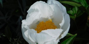 Beitragsbild des Blogbeitrags Ach, ihr lieben Pfingstrosen... 