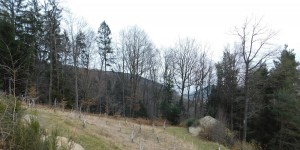 Beitragsbild des Blogbeitrags Gartenvorstellung: Die Felswand und der untere Gartenbereich im Jänner